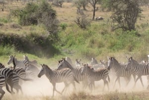 Занзибар: 3-дневный сафари в Серенгети с перелетом