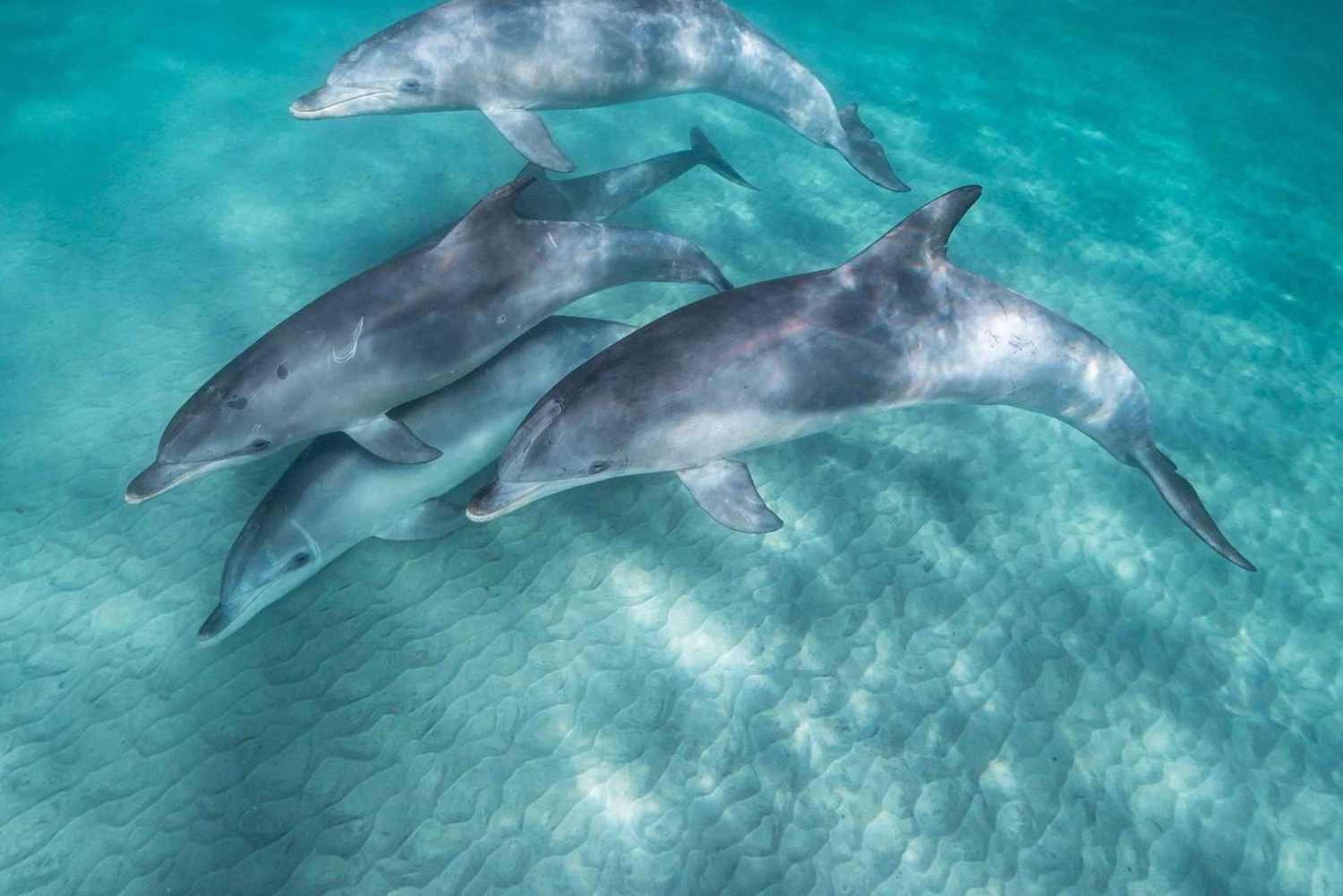 Zanzibar: 3 päivän retki snorklausseikkailulla ja lounaalla