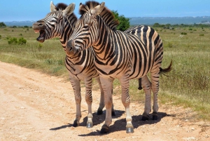 Zanzibar: 3 dager 2 netter Mikumi Safari og Maasai-tur
