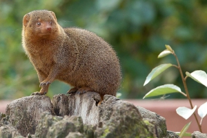 Zanzibar: 3 dager 2 netter Mikumi Safari og Maasai-tur