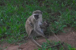 Zanzibar: 3 dager 2 netter Mikumi Safari og Maasai-tur