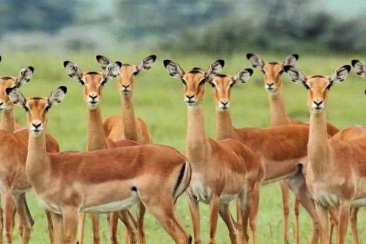 ZANZIBAR 3 Days, 2 Nights Mikumi Safari using ferry and SGR