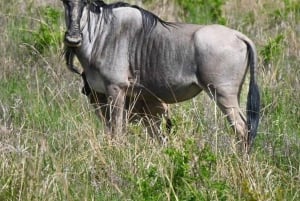 ザンジバルでフェリーとSGRを利用したミクミ国立公園サファリ（2泊3日）