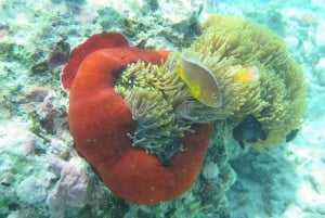 Zanzibar: 3 Days Scuba Diving six dive