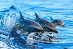 ザンジバル：キジムカジで3時間のドルフィン・トリップ