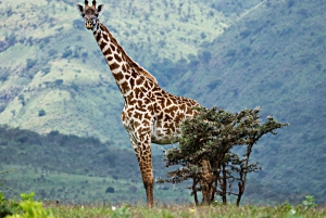 Sansibar: 4-tägige Serengeti- und Ngorongoro-Fly-In-Safari