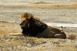 Zanzibar: 4-dages fly-in safari til Serengeti og Ngorongoro