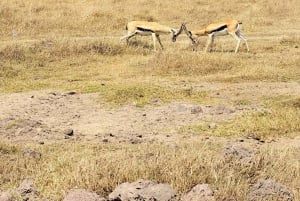 Zanzibar: 4-dages fly-in safari til Serengeti og Ngorongoro