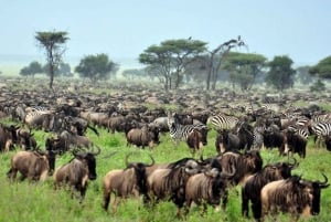 Zanzibar: 4-dages fly-in safari til Serengeti og Ngorongoro