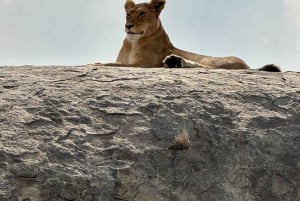 Zanzibar: 4-dages fly-in safari til Serengeti og Ngorongoro