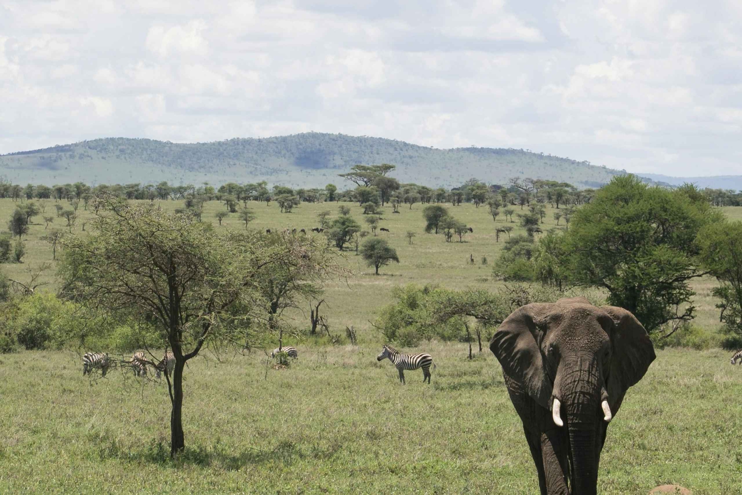 Zanzibar: 4-Day Tarangire, Serengeti & Ngorongoro Safari