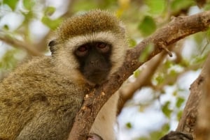 Zanzibar: 4-Day Tarangire, Serengeti & Ngorongoro Safari