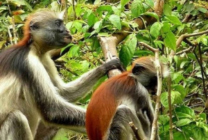 Zanzibar : circuit de 5 jours entre plages et culture