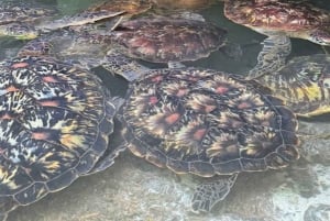 Sansibar: Baraka Aquarium Füttern, Schwimmen und Schnorcheln mit Schildkröten