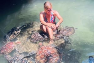 Sansibar: Baraka Aquarium Füttern, Schwimmen und Schnorcheln mit Schildkröten