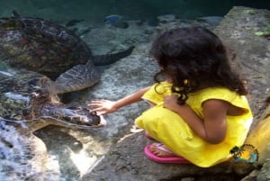 Sansibar: Baraka Aquarium Füttern, Schwimmen und Schnorcheln mit Schildkröten