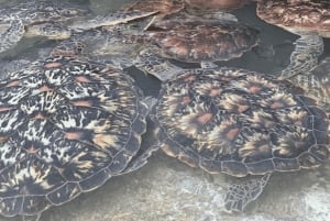 Zanzibar: Baraka Aquarium Feed, Swim & Snorkel with Turtles