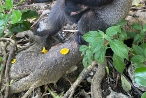 Занзибар: аквариум Baraka, морские черепахи и зоопарк Nungwi Kilosa