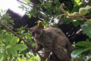 Занзибар: аквариум Baraka, морские черепахи и зоопарк Nungwi Kilosa
