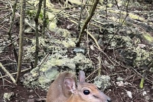 Занзибар: аквариум Baraka, морские черепахи и зоопарк Nungwi Kilosa