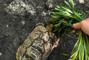 Занзибар: аквариум Baraka, морские черепахи и зоопарк Nungwi Kilosa