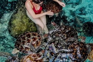 Занзибар: аквариум Baraka, морские черепахи и зоопарк Nungwi Kilosa