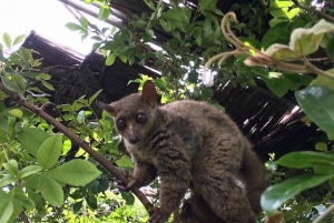 Zanzibar: Baraka Aquarium Zeeschildpadden & Nungwi Kilosa Zoo