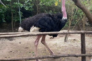 Zanzibar: Baraka Aquarium Zeeschildpadden & Nungwi Kilosa Zoo