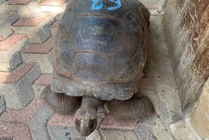Zanzibar: Bat Watching and Tortoise Feeding Tour