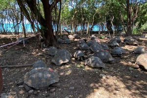 Zanzibar: Bat Watching and Tortoise Feeding Tour