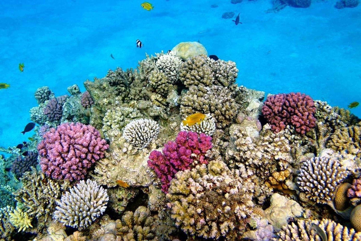 ZANZIBAR : PLONGÉE EN APNÉE SUR L'ÎLE DE BAWE