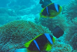 ZANZIBAR : PLONGÉE EN APNÉE SUR L'ÎLE DE BAWE