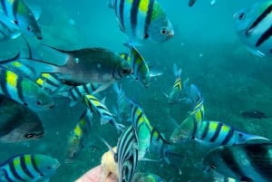 ZANZIBAR : PLONGÉE EN APNÉE SUR L'ÎLE DE BAWE