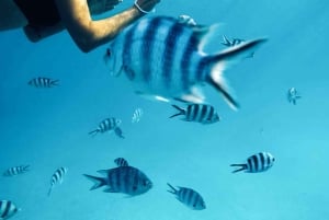 Лучшее на Занзибаре: остров Мнемба, лес Джозани и бабочки