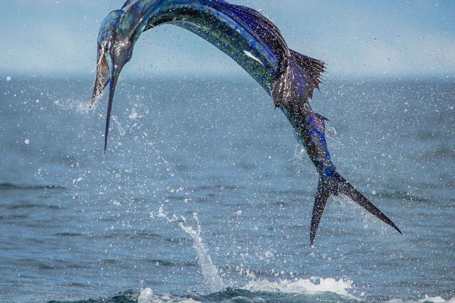 GROOT VISSEN IN ZANZIBAR