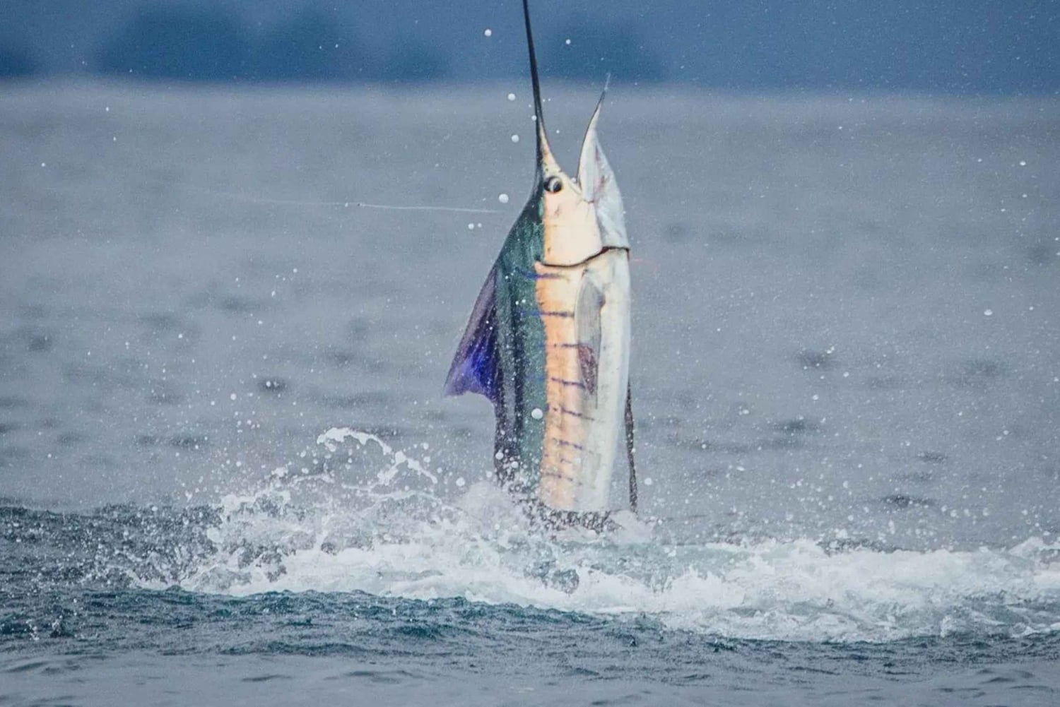 GROOT VISSEN IN ZANZIBAR