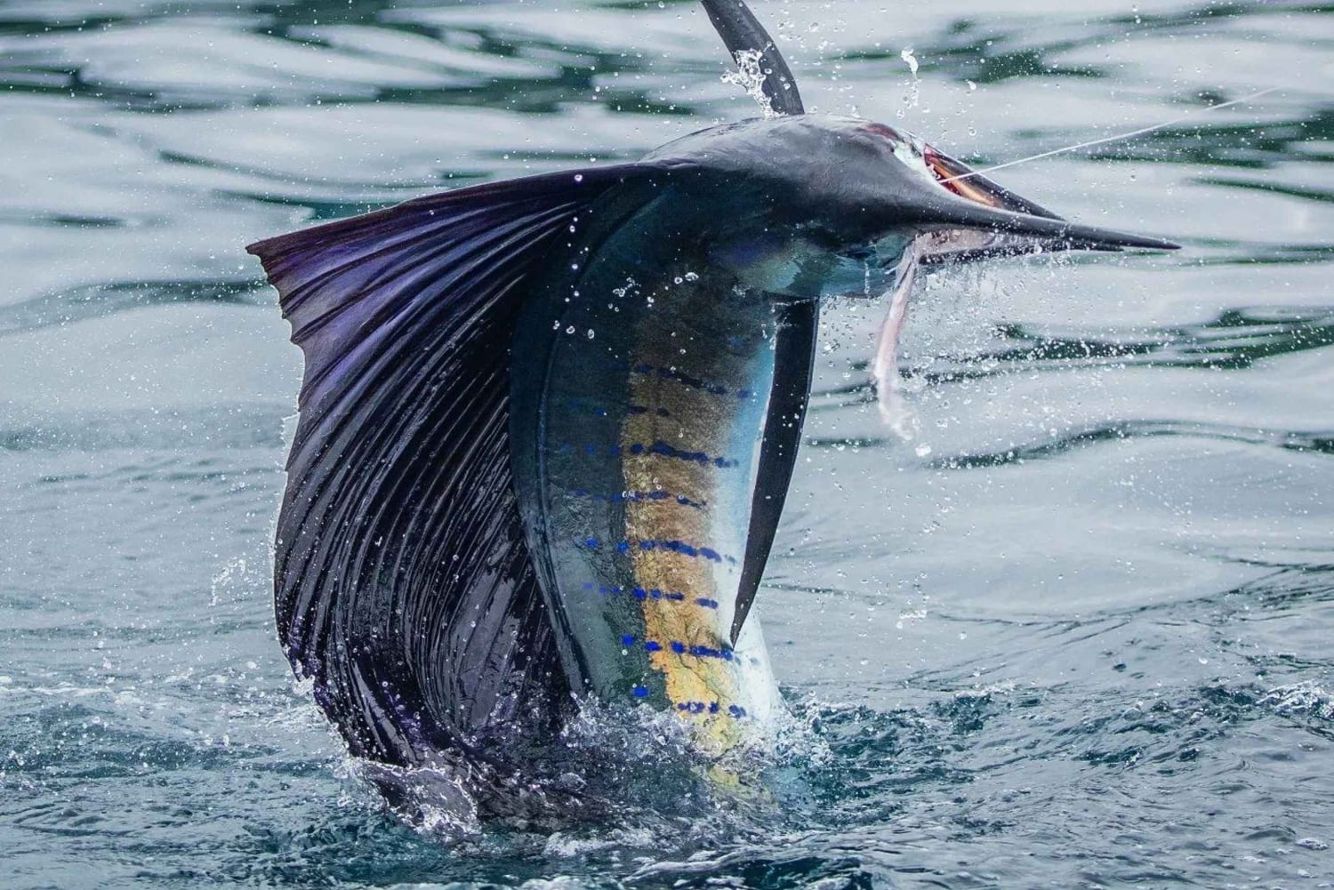 GROOT VISSEN IN ZANZIBAR