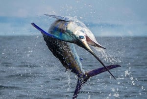 ZANZIBAR BIG FISHING