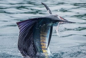ZANZIBAR BIG FISHING