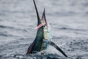 ZANZIBAR BIG FISHING