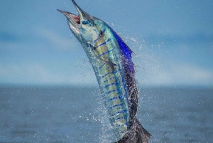 ZANZIBAR BIG FISHING