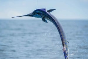 ZANZIBAR BIG FISHING