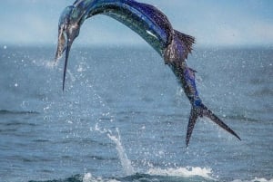 GROOT VISSEN IN ZANZIBAR