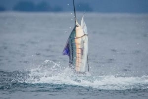 GROOT VISSEN IN ZANZIBAR