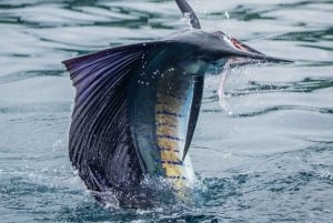 GROOT VISSEN IN ZANZIBAR