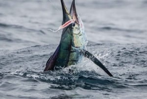 GROOT VISSEN IN ZANZIBAR