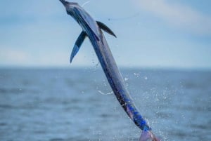 GROOT VISSEN IN ZANZIBAR