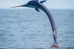 GROOT VISSEN IN ZANZIBAR