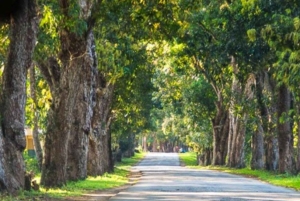 Zanzibar: Bihole-ruinerne, Bungi Beach og mangotræs-tur