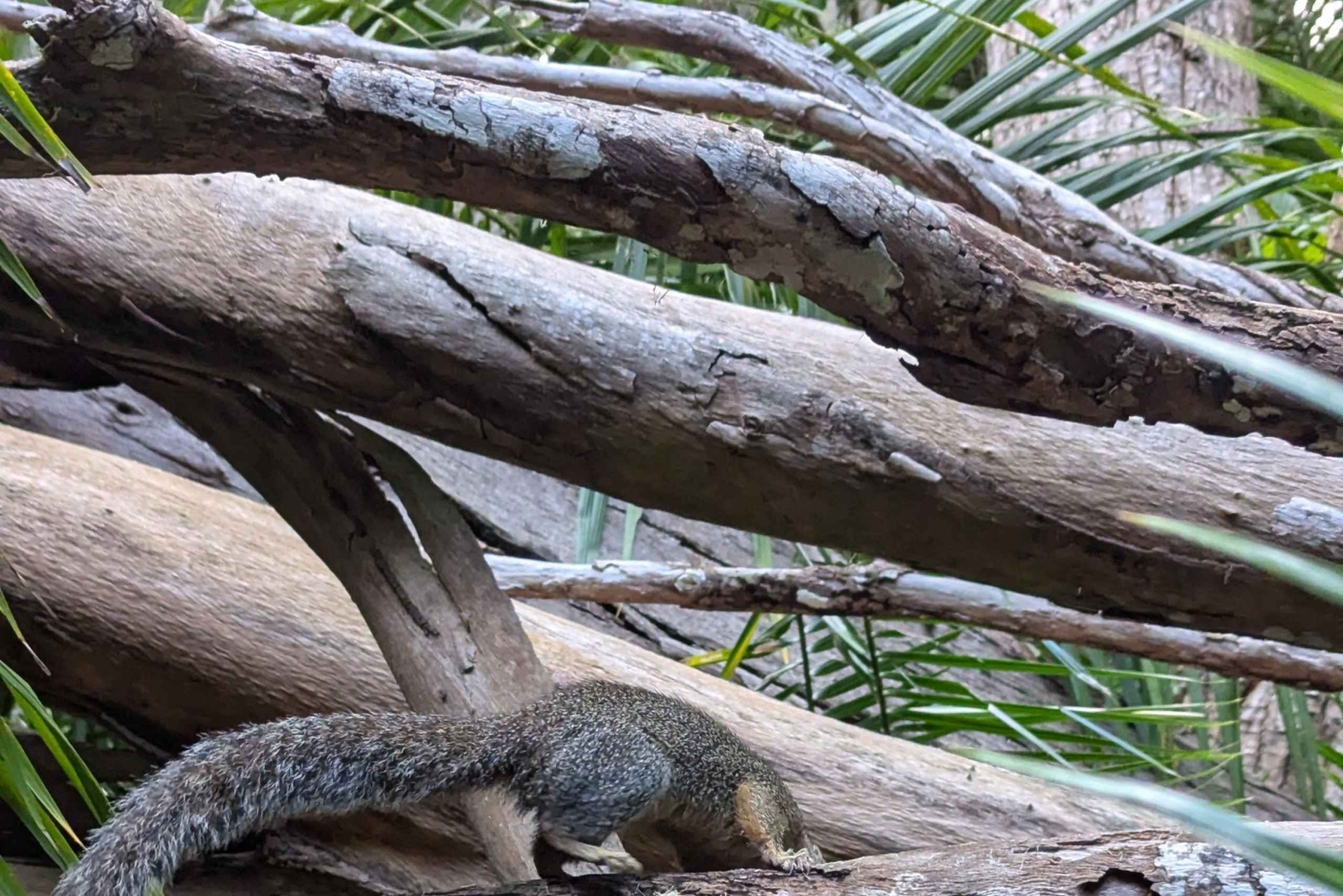 Zanzibar: Bird Watching Tour with Guide and Binoculars